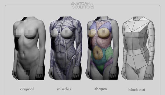character-design-female-anatomy17