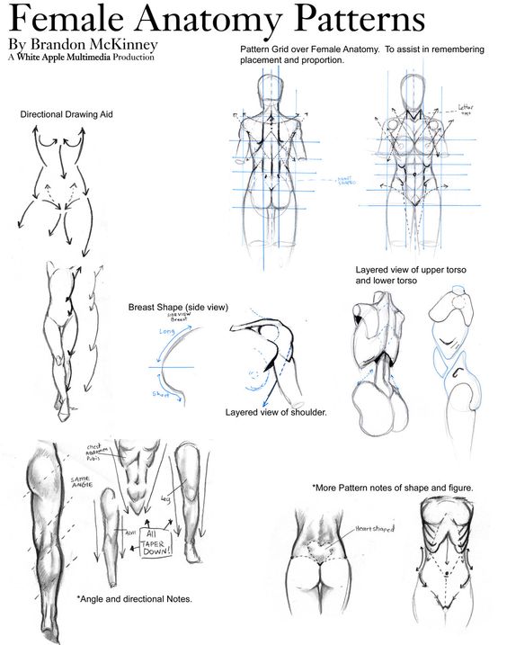 character-design-female-anatomy47