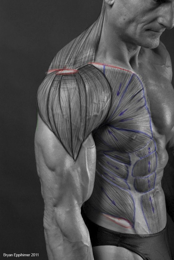 character-male-anatomy41