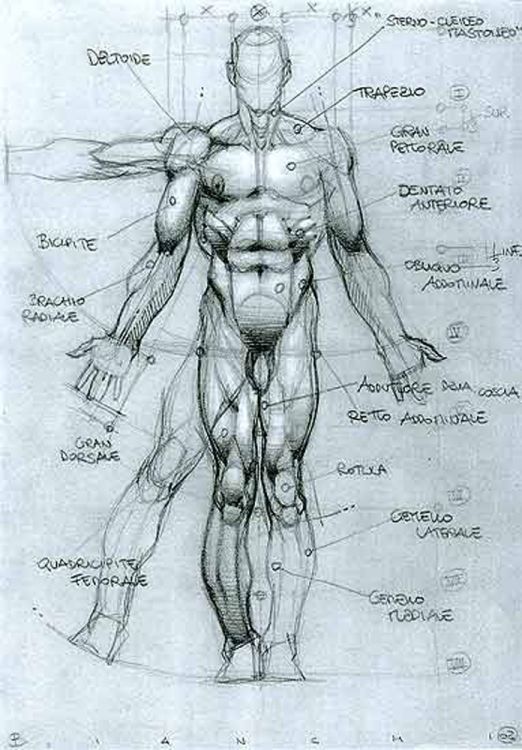 character-male-anatomy67