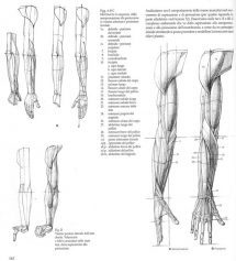 references-arms13