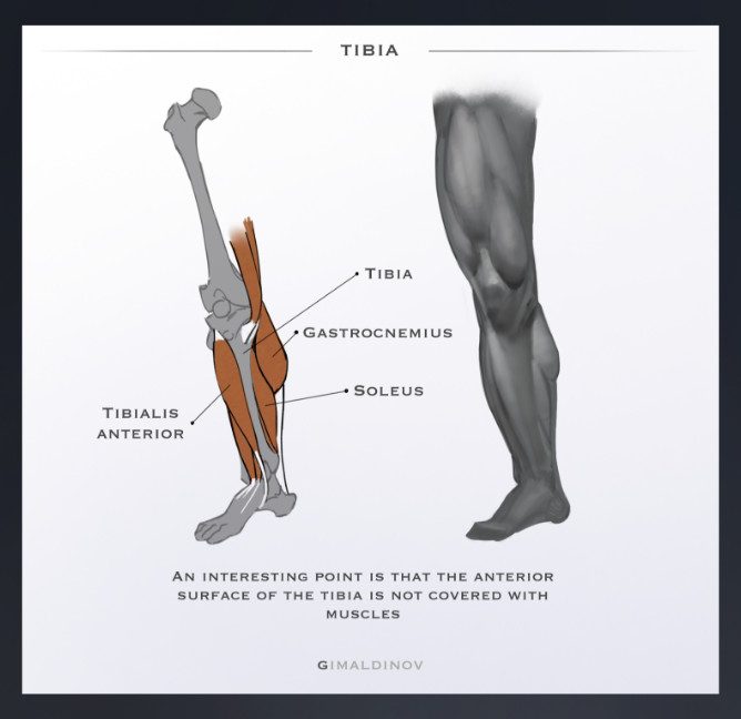 Character Design Anatomy Tips by Arthur Gimaldinov