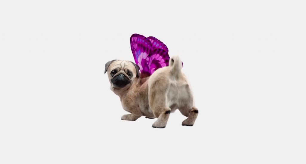 Making of Free Your Puggerfly